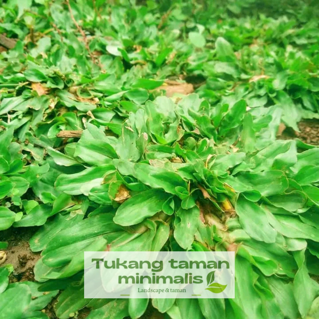 Jual Rumput Gajah Mini