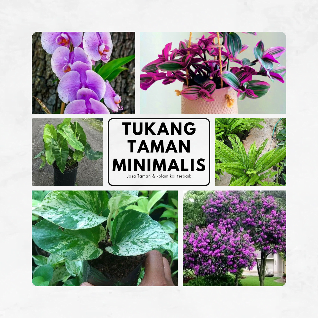 Tukang Tanaman Hias - Jual Tanaman Untuk Taman