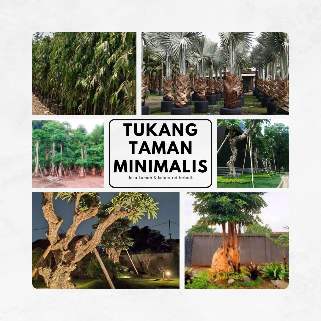 Tukang Tanaman Pelindung - Jual Pohon Pelindung