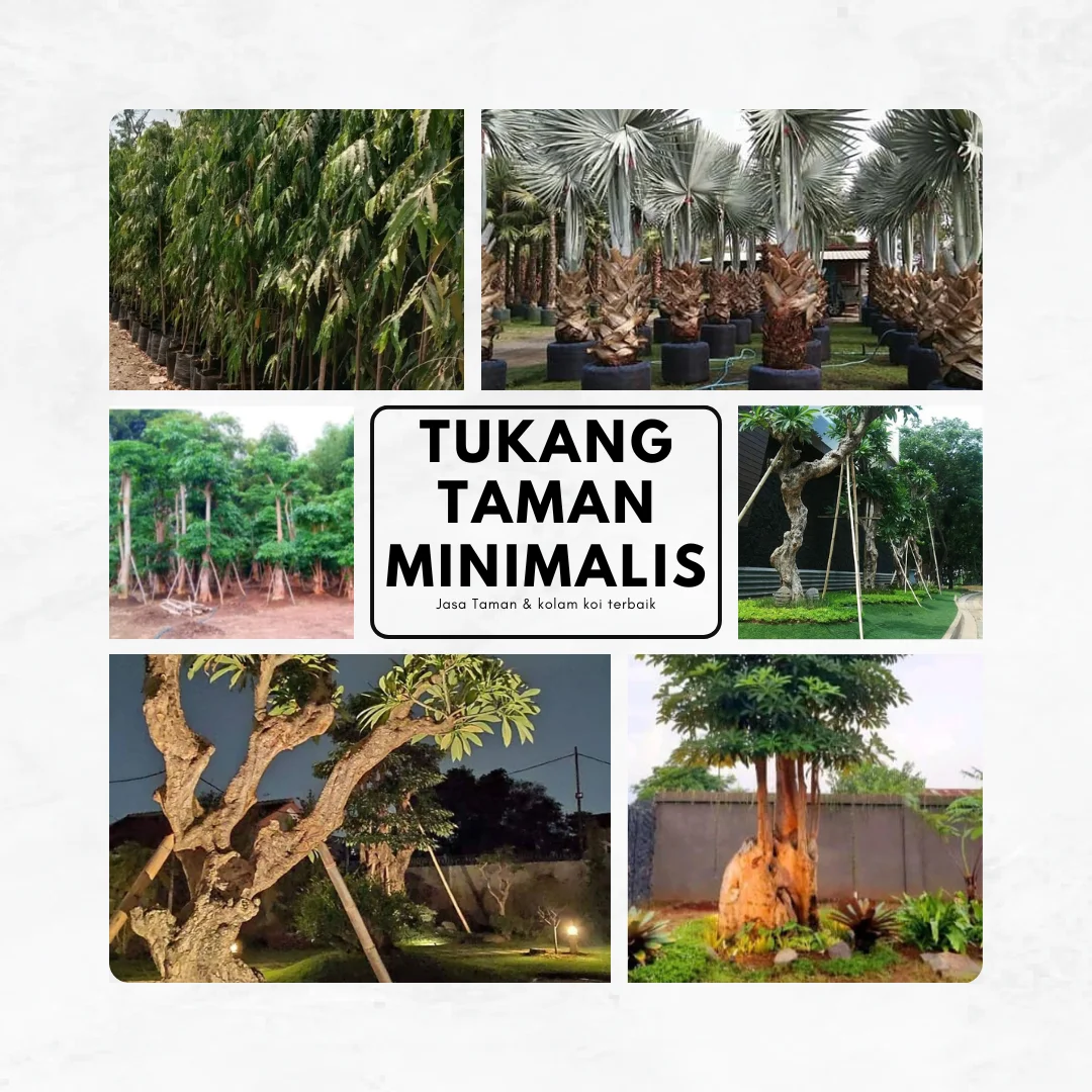 Tukang Tanaman Pelindung - Jual Pohon Pelindung