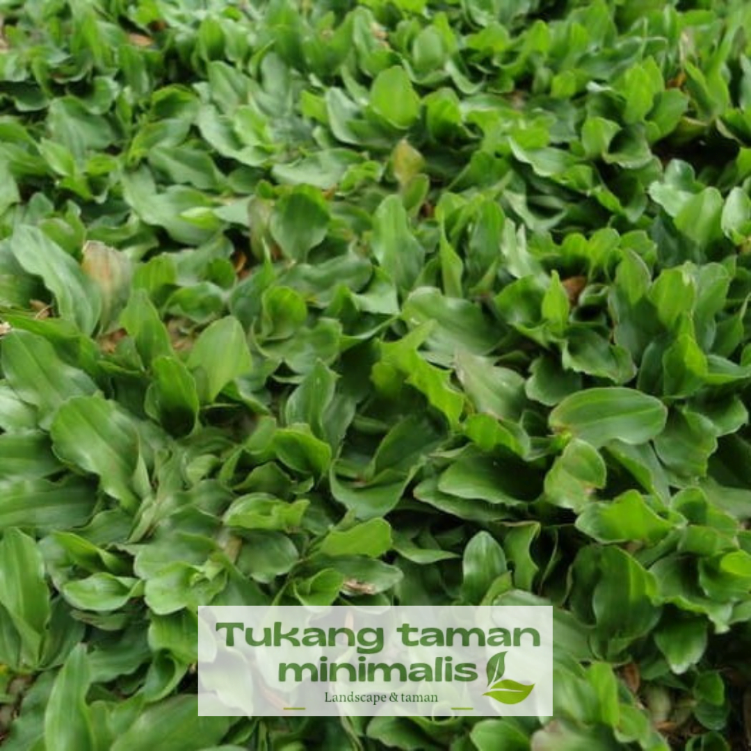 Tukang Rumput - Jual Rumput Untuk Taman