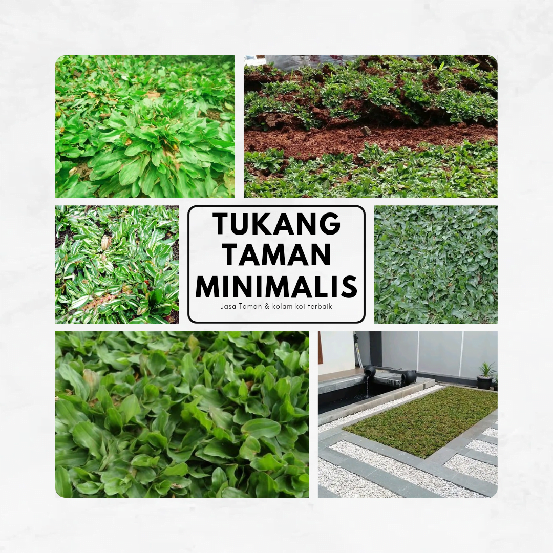 Tukang Rumput Taman - Jual Rumput Untuk Taman