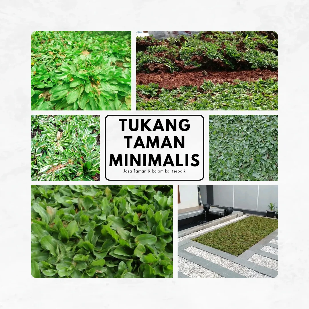 Tukang Rumput Taman - Jual Rumput Untuk Taman