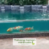 Tukang Kolam Koi Depok