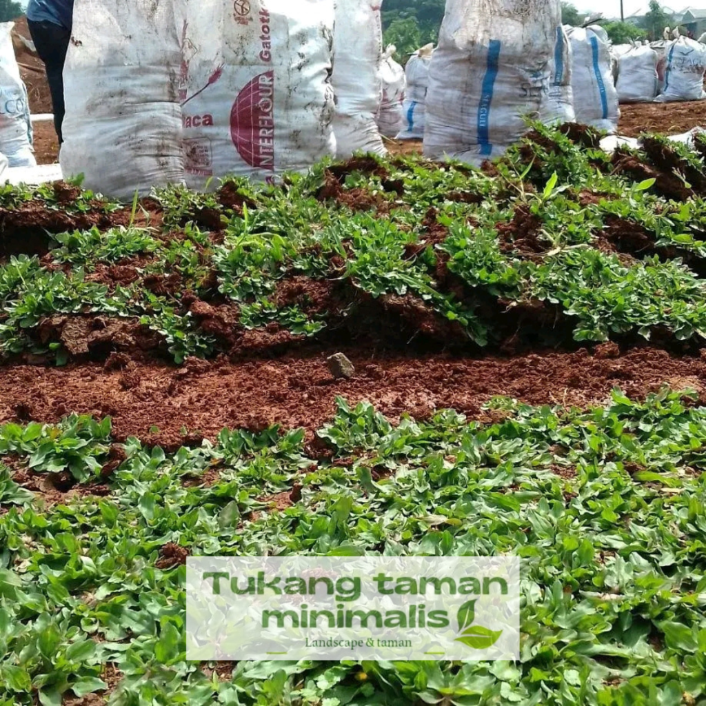 Tukang Taman Beji