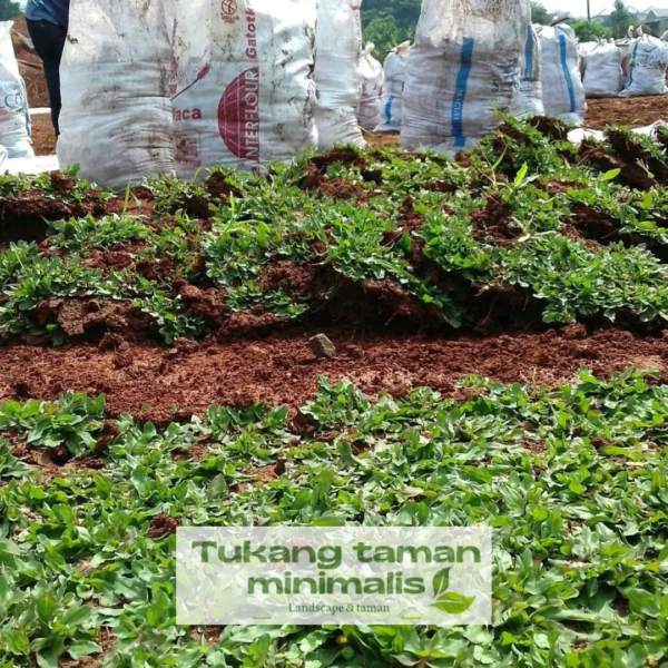 Tukang Taman Beji