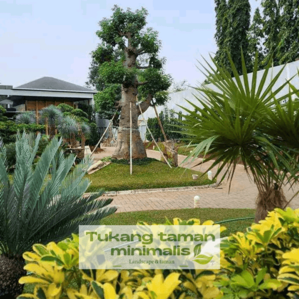 Tukang Taman Cimanggis