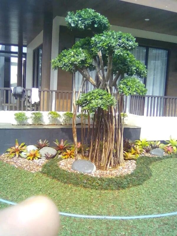 Tukang Taman Kebayoran