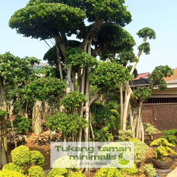 Tukang Taman Rawalumbu